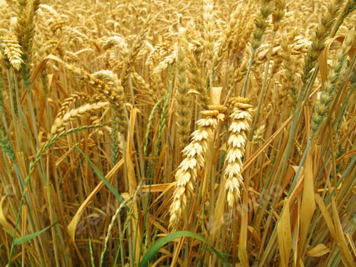 Preview: Grain field background