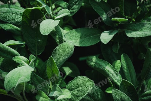 Preview: Green Sage Leaves Background. Closeup Texture Detail. Fresh Herbs Produce