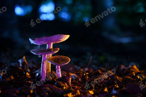 Preview: Closeup of mushrooms growing on leaves on the ground in neon lights