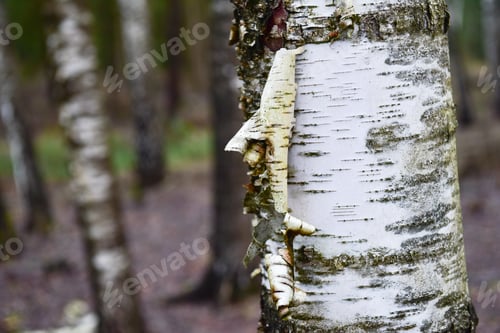 Preview: Birch Tree Bark Texture Close-Up in Woods