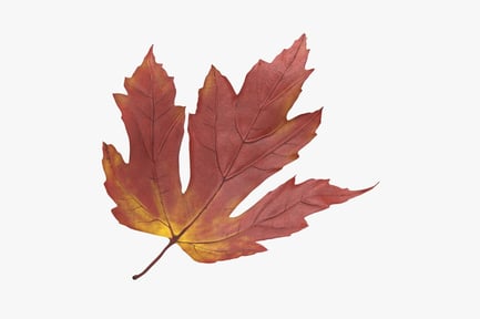 Preview: Autumn Maple Leaf, Transitioning Colors