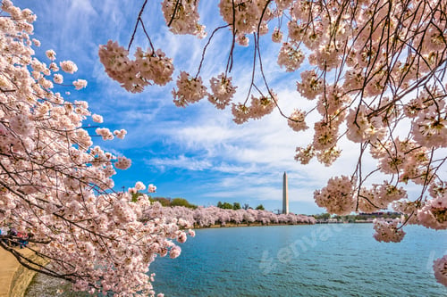 Preview: Washington DC in Spring