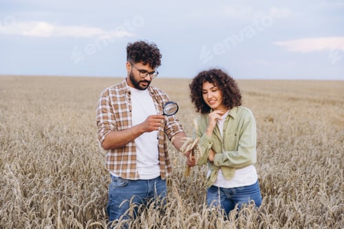 Preview: Agronomists examining wheat crop with magnifying glass in field