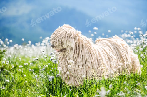 Preview: Cute Hungarian puli dog on green grass