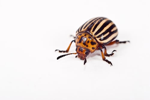Preview: Potato bug