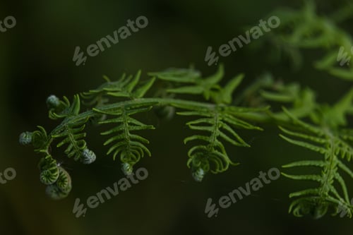 Preview: Blooming fern on a light green background close-up