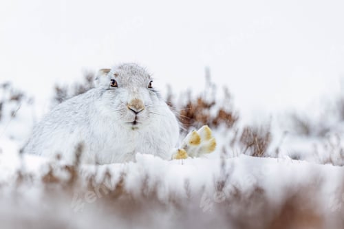 Preview: White rabbit resting in Mountain Hare in the snow in Scotland