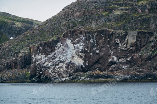 Preview: Majestic Cliff with Seabird Colonies in a Rugged Coastal Landscape.
