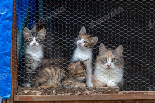 Preview: Animal shelter, street cat in cage