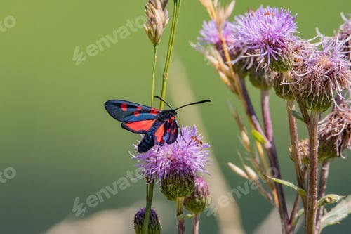 Preview: Vibrant red zygaena ephialtes moth perched delicately on a giant knapweed in the sunshine