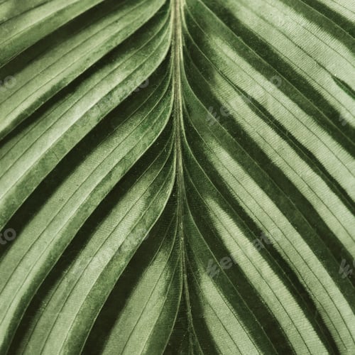 Preview: Calathea leaf background close up
