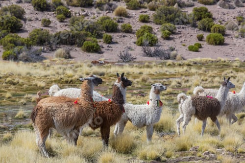 Preview: Llama