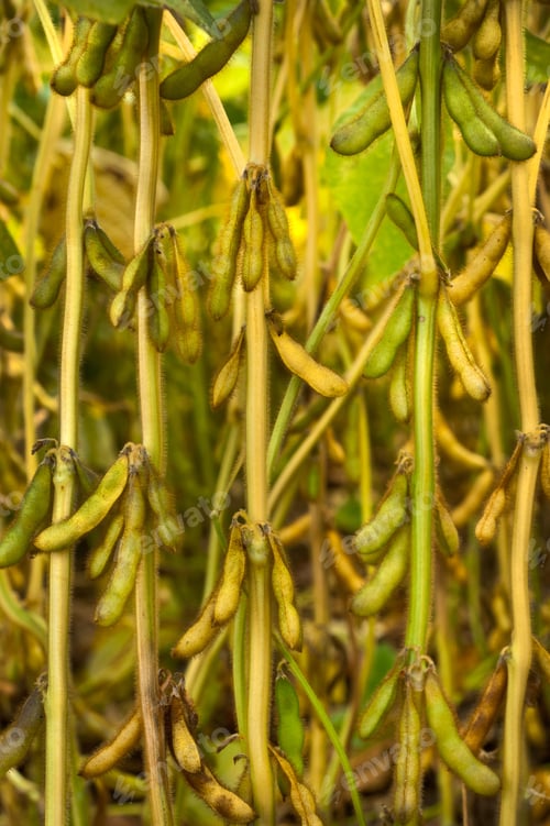 Preview: soybean green pods ripen on the background of stalks, close-up, harvest time