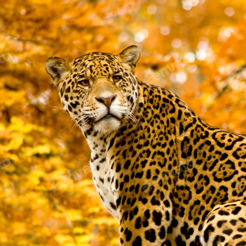 Preview: Jaguar - Panthera onca