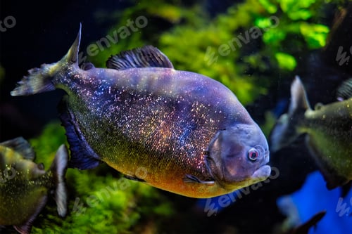 Preview: Red-bellied piranha red piranha