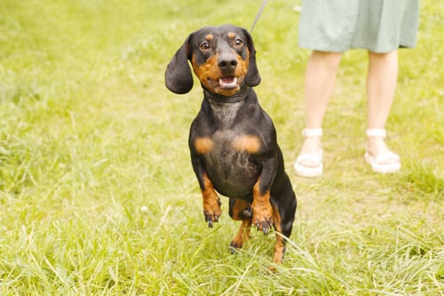 Preview: woman walks with the dog on a leash in on the park . dachshund near a woman's feet