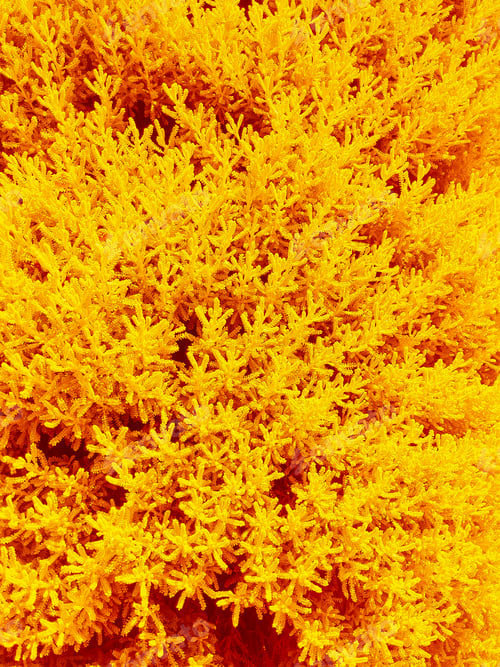Preview: Stylish natural wallpaper. Yellow flowers background. Summer concept