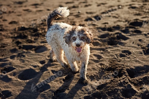 Preview: Funny dog on beach