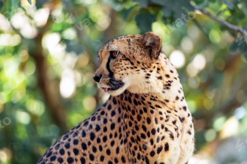 Preview: Cheetah portrait in the African savannah