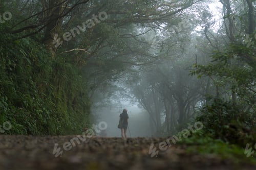 Preview: nature walk way in Yang Ming Shan National Park in Taipei, Taiwan