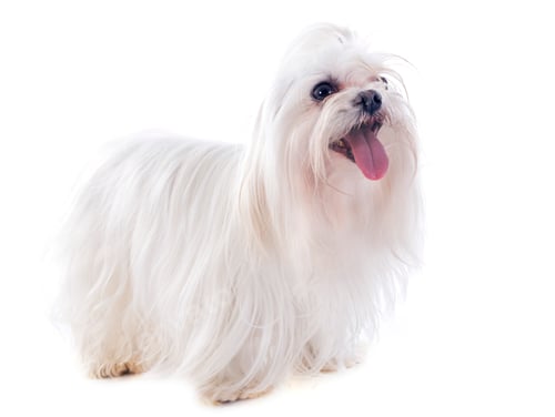 Preview: maletese dog