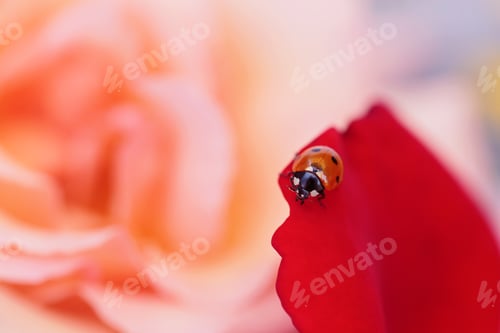 Preview: Closeup Ladybug on Flower