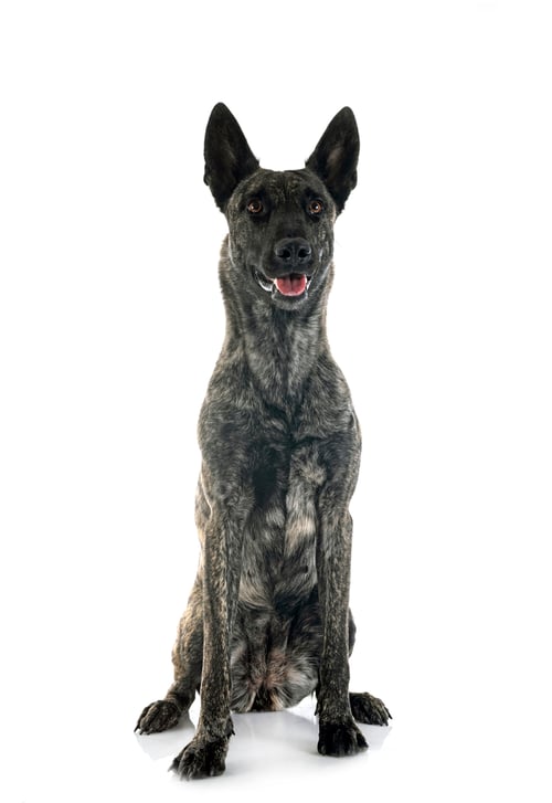 Preview: Dutch Shepherd in studio