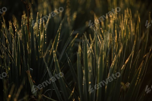 Preview: A field of green grass with dew on it