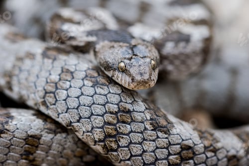 Preview: A detail shot of European Cat snake (Telescopus fallax) or Soosan Snake, on the island of Malta.