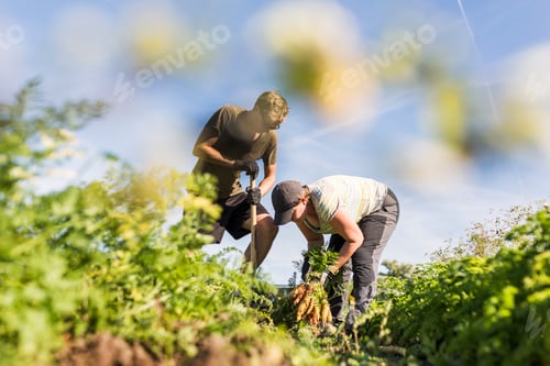 Preview: People working on allotment