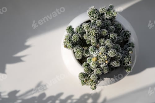 Preview: Small cactus plant in a white pot with soft shadows on a smooth surface