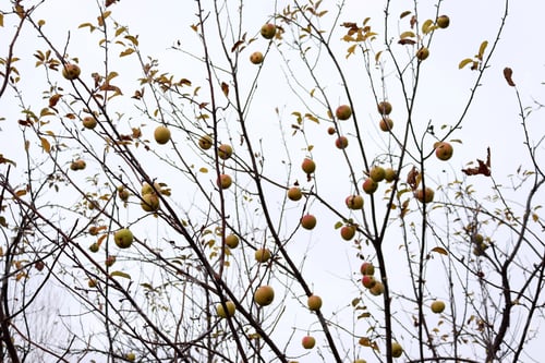 Preview: Autumn branches of an apple-tree.