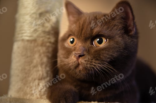 Preview: British shorthair cat
