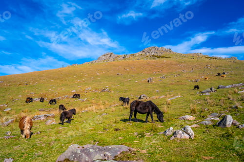 Preview: Cows and free horses on top of Mount Adarra in Guipuzcoa. Basque Country