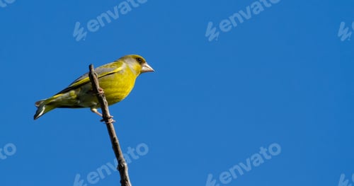 Preview: European greenfinch, Chloris chloris. The bird sits on a branch against a blue sky