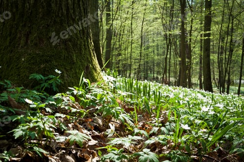 Preview: Mossy old tree and windflower in forest