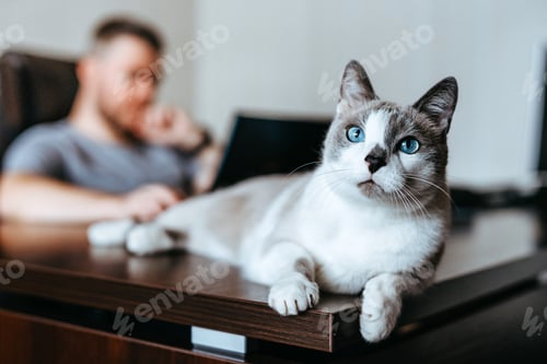Preview: Shorthair gray cat with blue eyes.