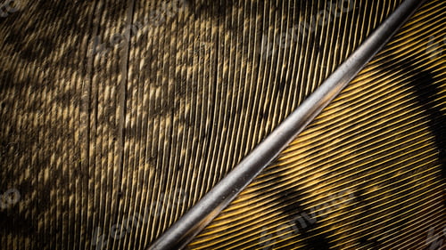 Preview: brown pheasant feathers with dark stripes. background