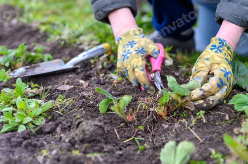 Preview: spring pruning and weeding of strawberry bushes. women's hands weeding weeds and pruning strawberry