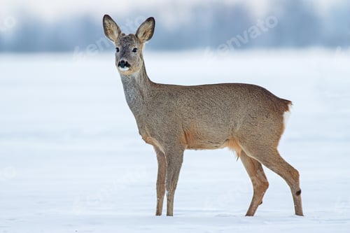 Preview: Roe deer Capreolus capreolus in winter on snow