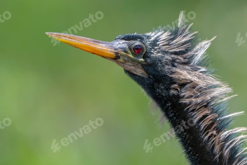Preview: Anhinga bird with striking orange beak and black head