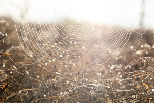 Preview: Close up of spider web in dew on a sunny morning.