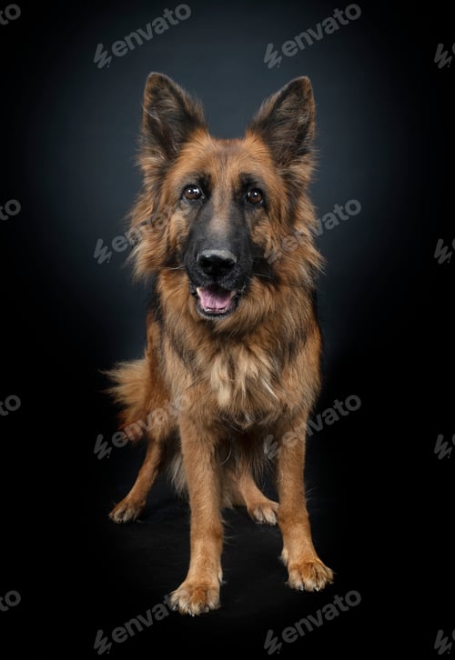 Preview: german shepherd in studio