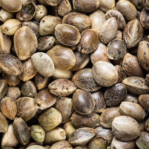 Preview: unpeeled hemp seeds close up