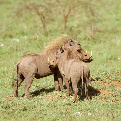 Preview: warthog