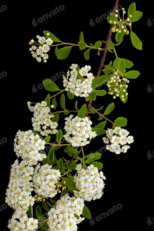 Preview: White flowers of Spirea aguta or Brides wreath, isolated on black background
