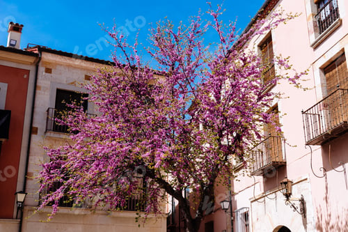 Preview: Scenic view of the old town of Zamora with a colorful Physocalymma scaberrimum Pohl