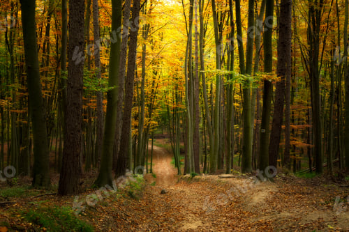 Preview: Autumn forest road