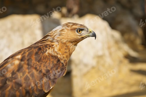 Preview: Hawk portrait. Bird in nature.