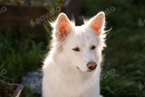 Preview: Adorable white dog sitting in sunny garden